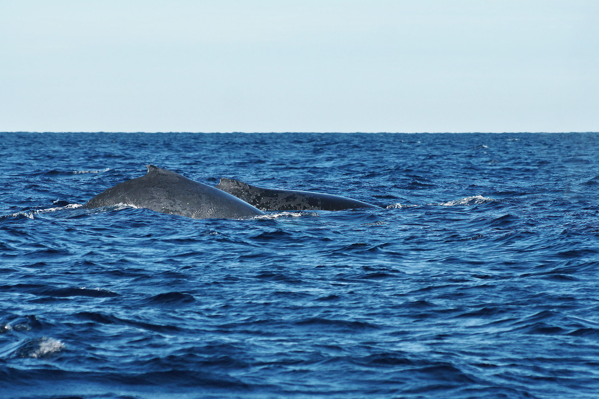 Whale-Watching vor der Küste von Itaty: In großen Gruppen ziehen Buckelwale jedes Jahr in warme, tropische Breiten um dort ihre Jungtiere zur Welt zu bringen.